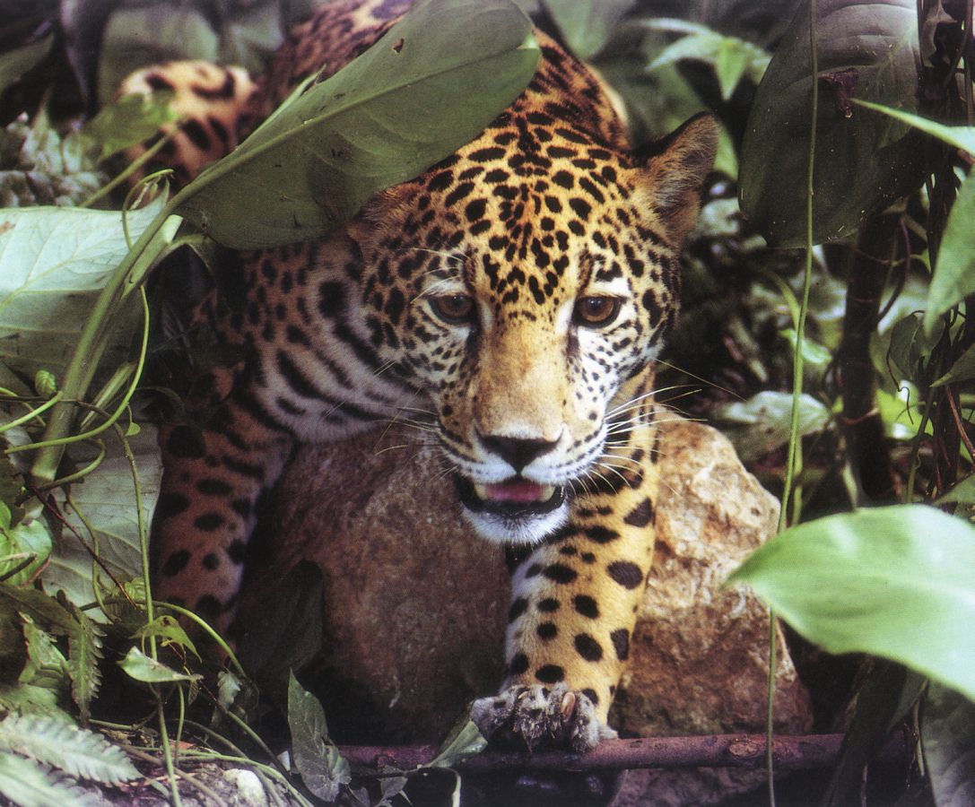 jaguar usa